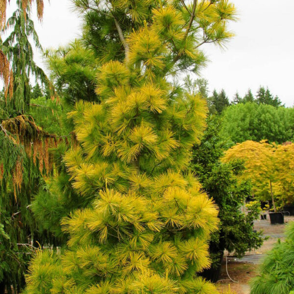 louie eastern white pine