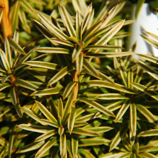 Taxus baccata 'Silver Spire' English Yew