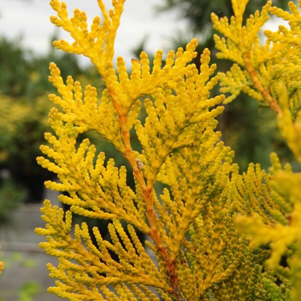 Thuja plicata 'Collyer's Gold' Western Red Cedar