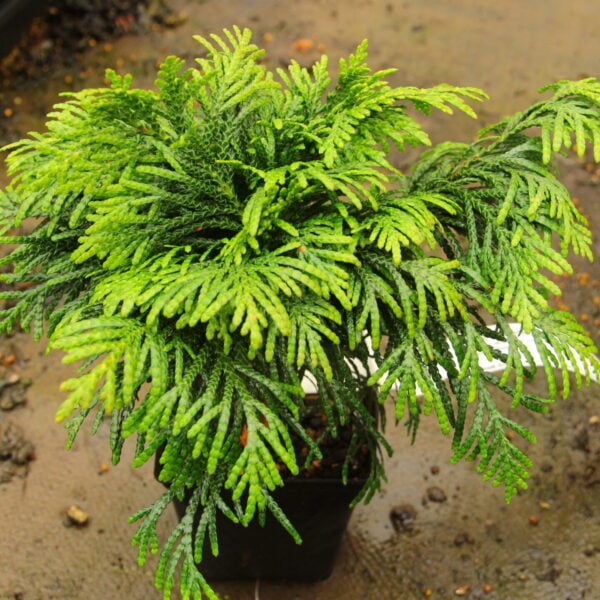 Thuja plicata 'Grune Kugel' Western Red Cedar