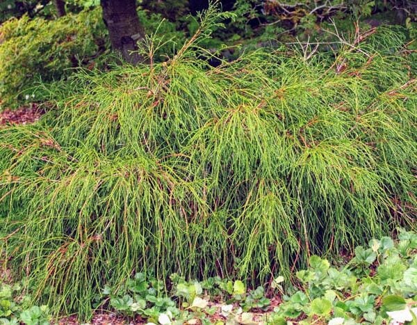 Thuja plicata 'Whipcord' Western Red Cedar