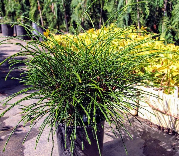 whipcord western cedar