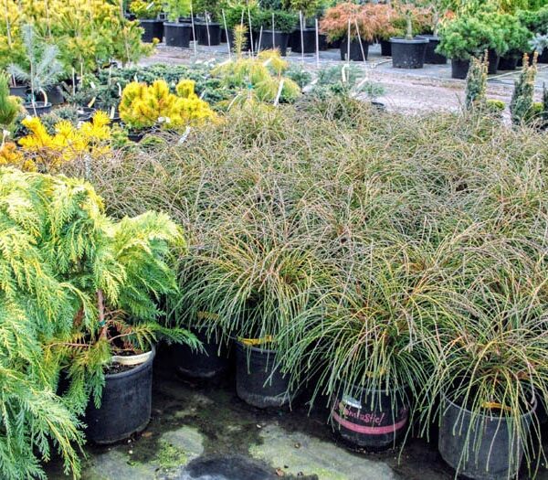 thuja plicata whipcord