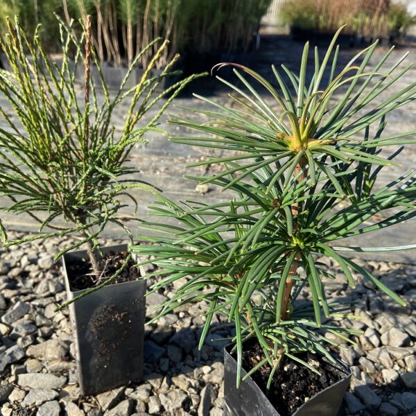 thuja whipcord