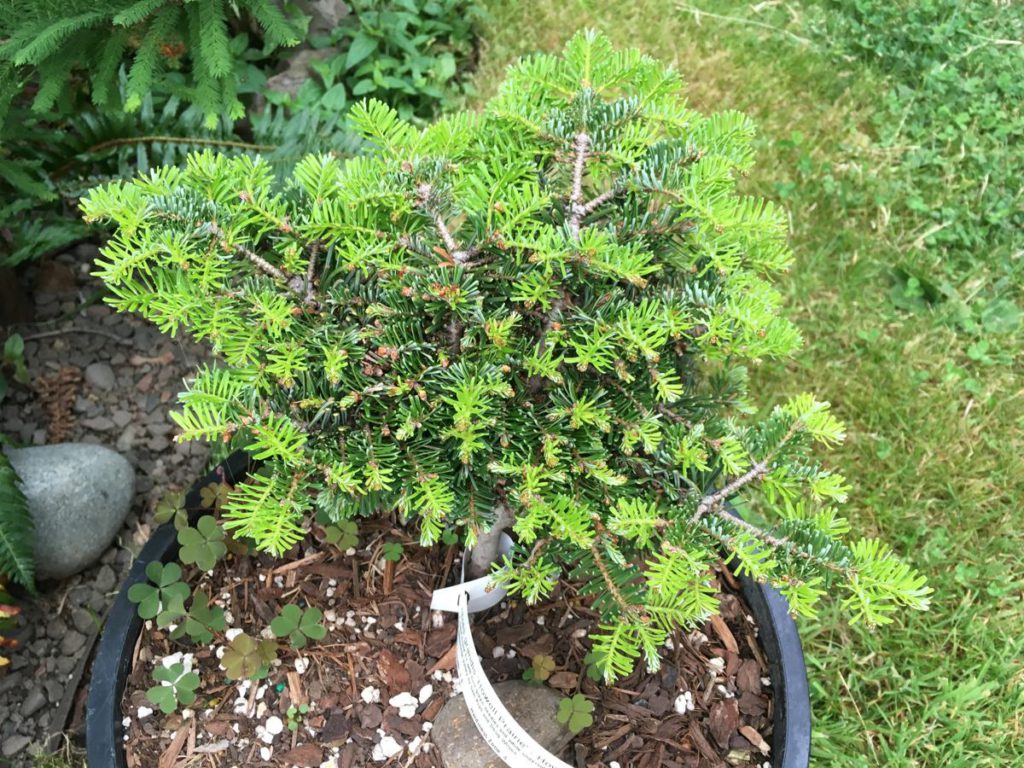 abies-grandis-howell-prairie