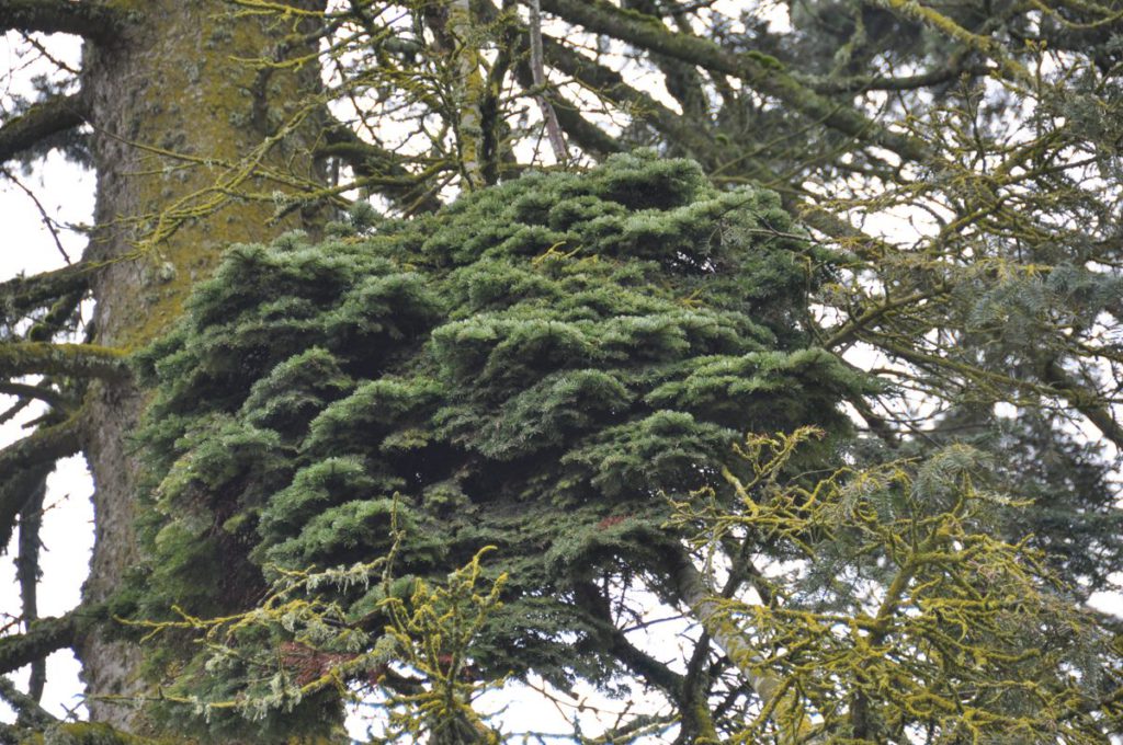 abies-grandis-howell-prairie