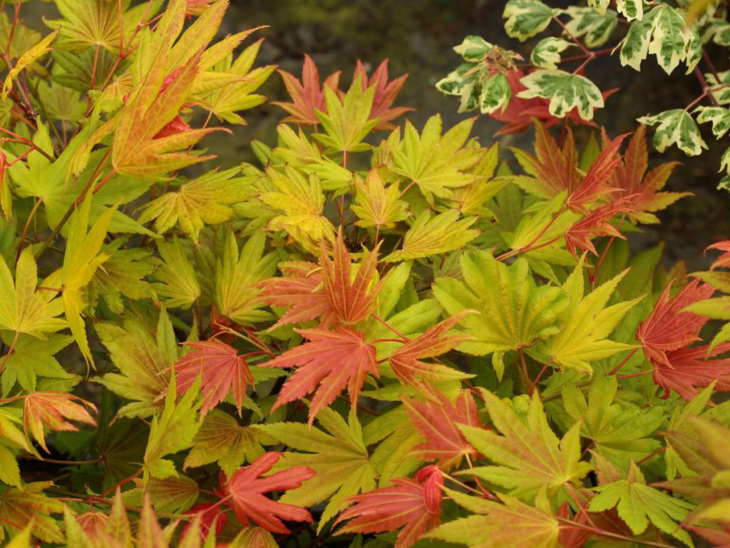 acer-shirasawanum-moonrise