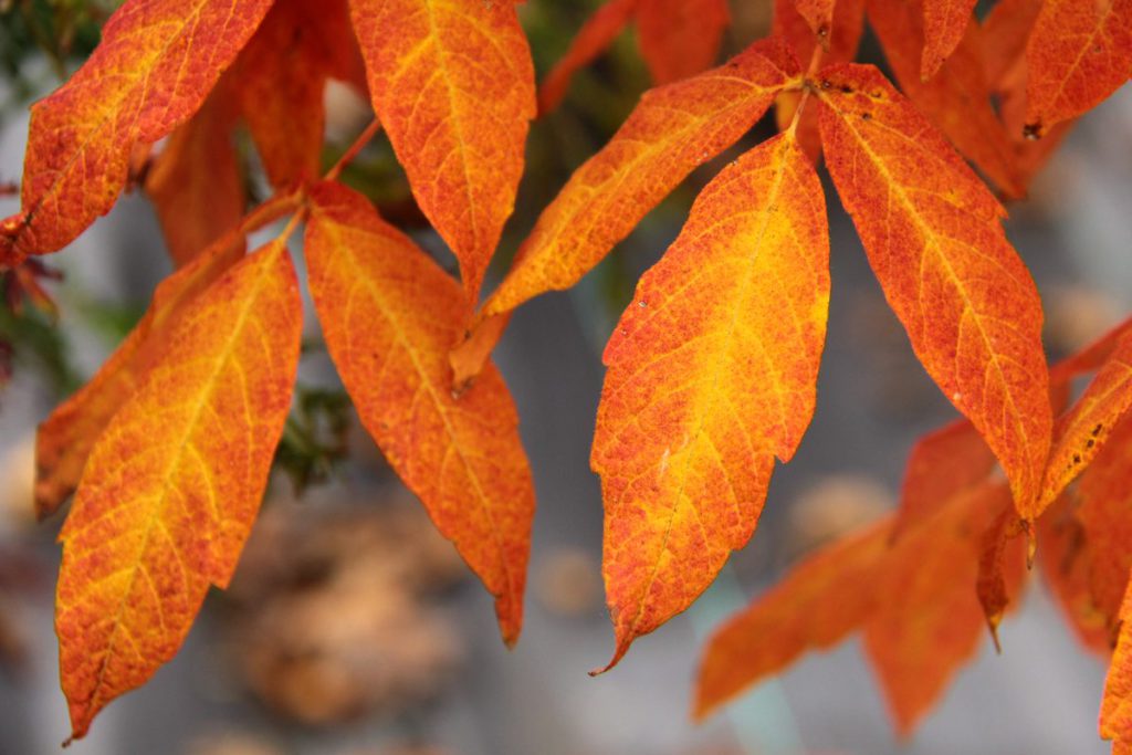 acer-triflorum