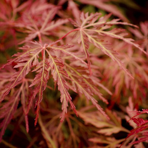 acer palmatum orangeola for sale