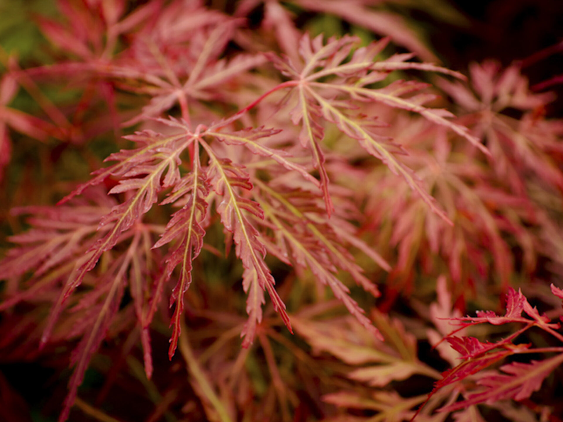 acer palmatum orangeola for sale