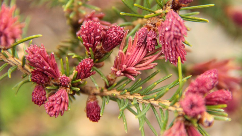 picea-abies-cruenta