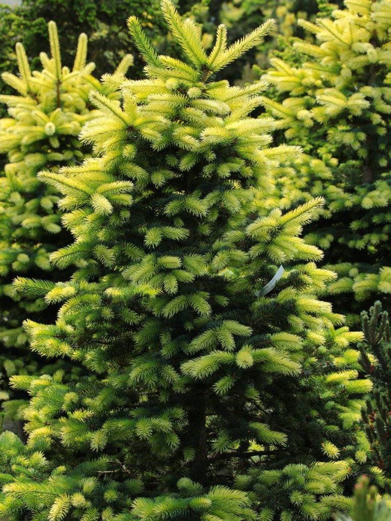 picea-pungens-colonial-gold