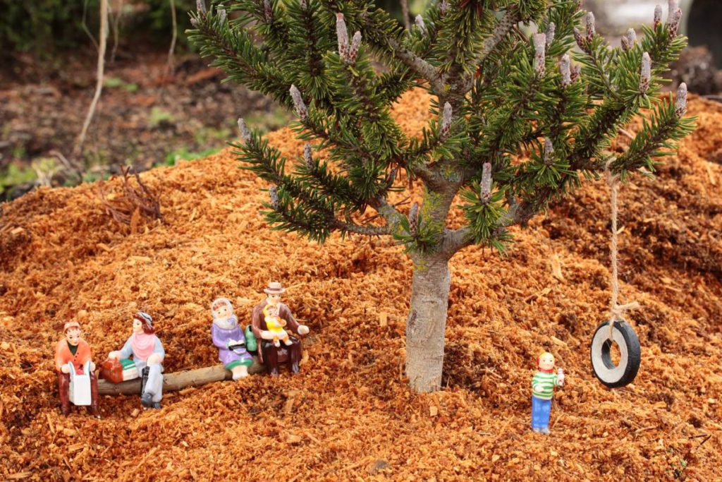 Pinus mugo ‘Paul’s Dwarf’