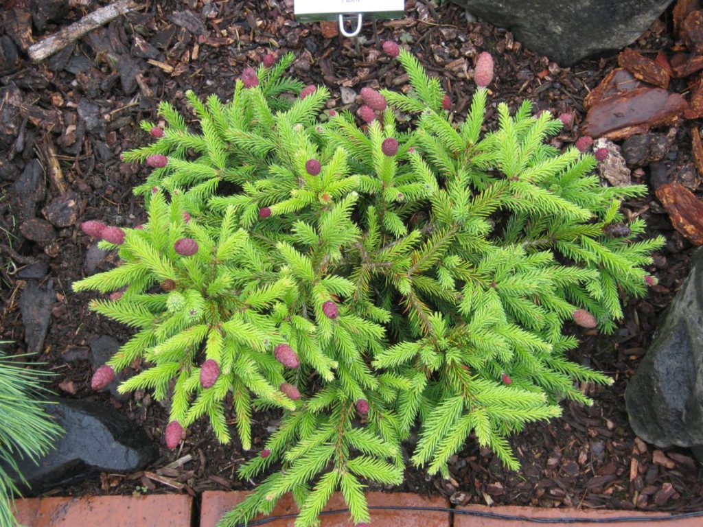 Picea abies 'Pusch' Norway Spruce