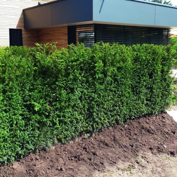 Hicks Yew hedges planted outside the house