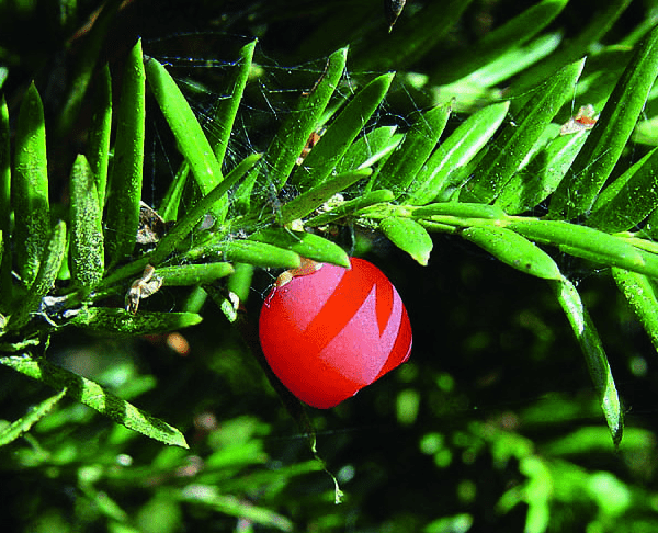 hicks yew berries
