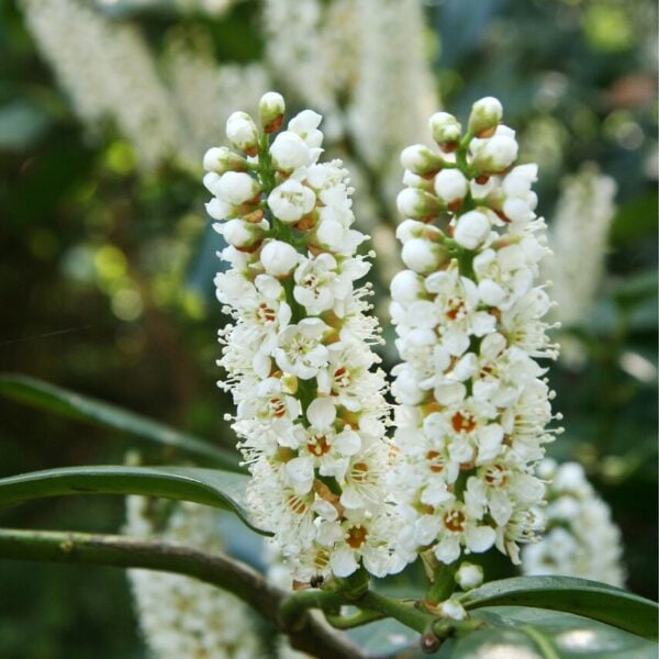 skip laurel bushes