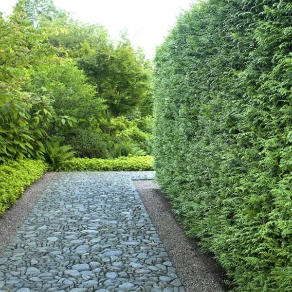 Thuja x 'Green Giant' Green Giant Arborvitae InstantHedge 10 linear feet