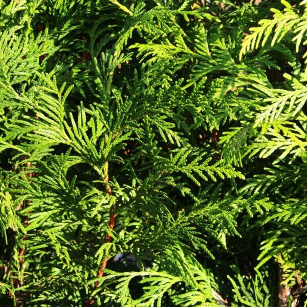 green giant thuja for sale