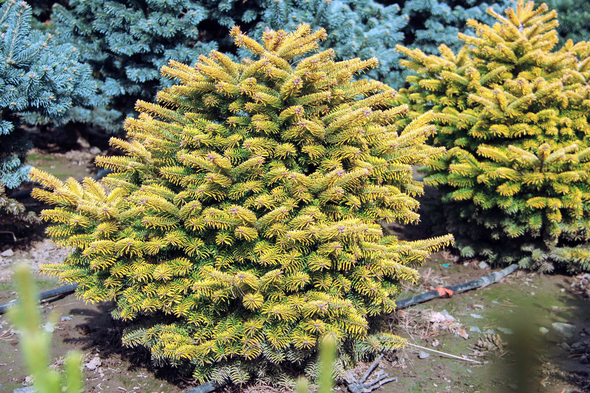 Abies nordmanniana Golden Spreader evergreen conifer gold