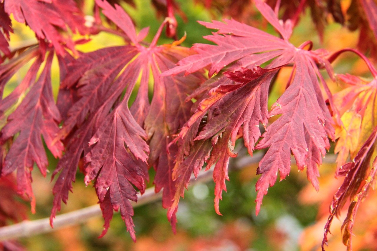 Acer japonicum Aconifolium Maiku jaku dancing peacock Full Moon Maple laceleaf large green