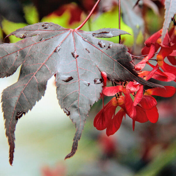 Bloodgood Japanese Maple