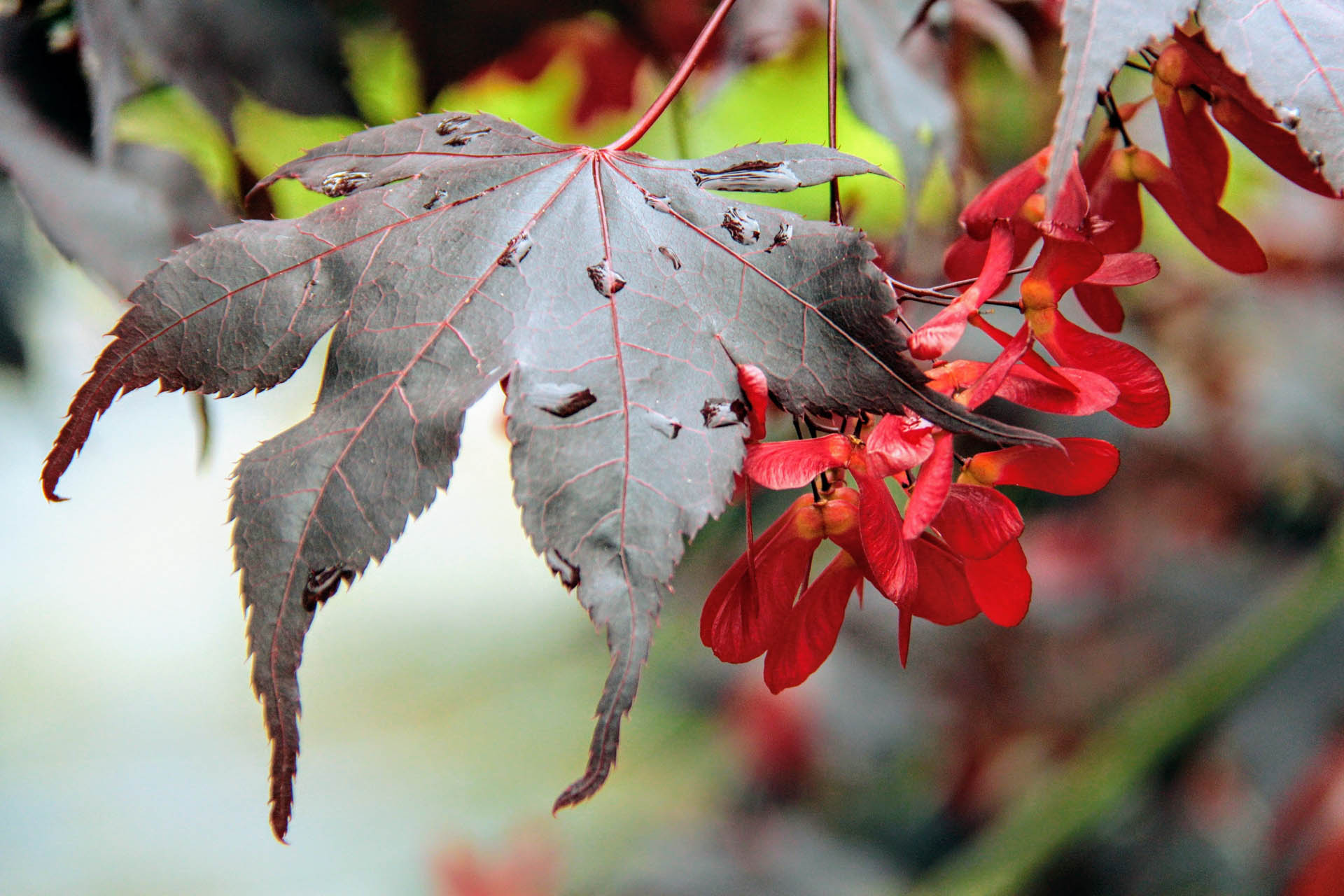 Bloodgood Japanese Maple