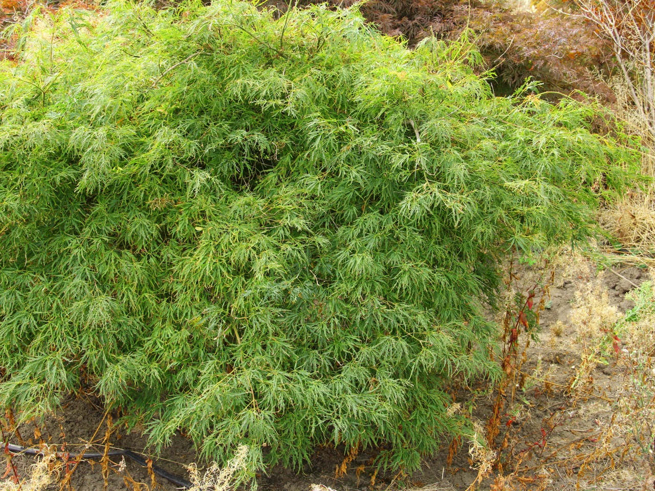 Acer palmatum Viridis laceleaf green fall color