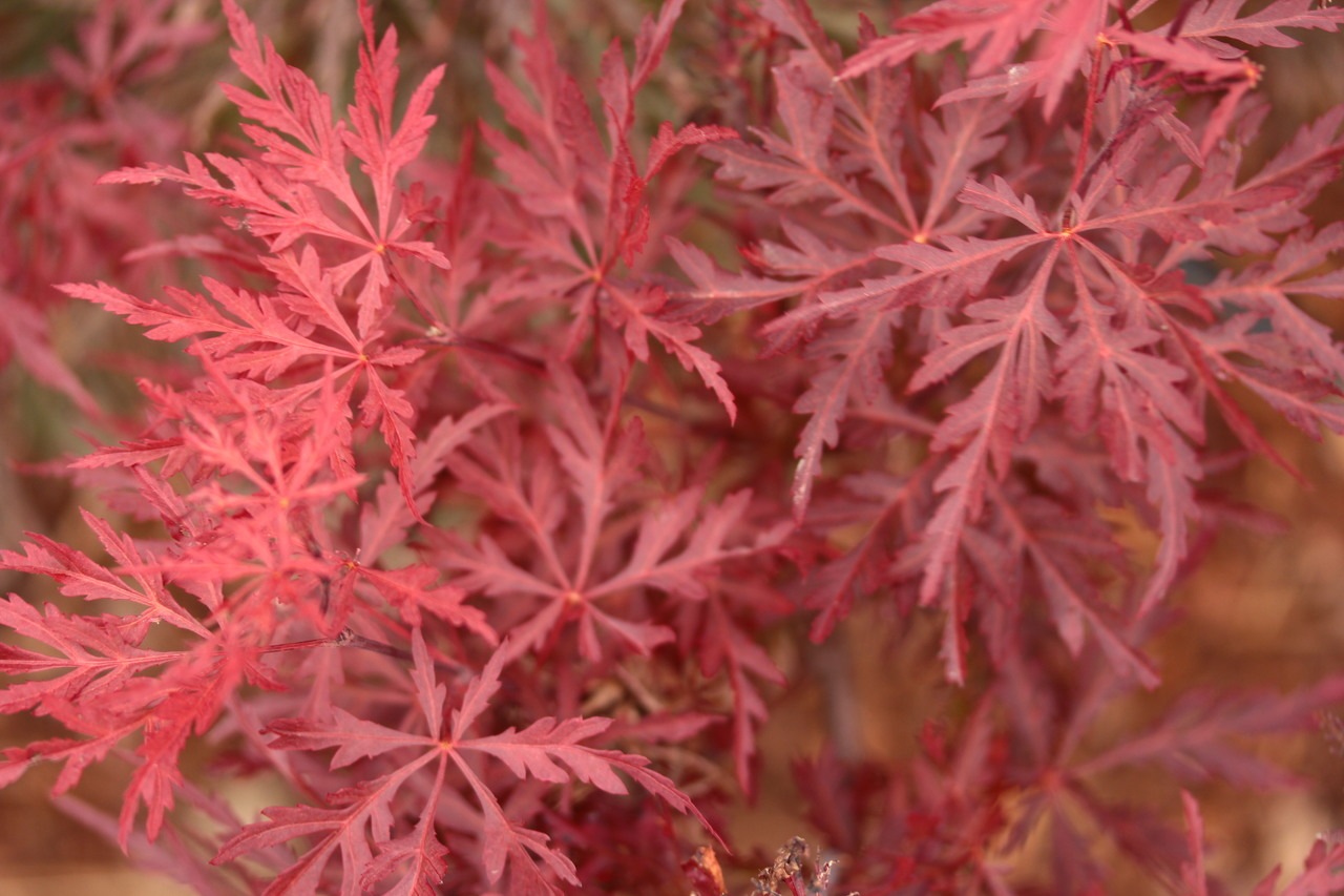 Acer palmatum Red Dragon laceleaf red