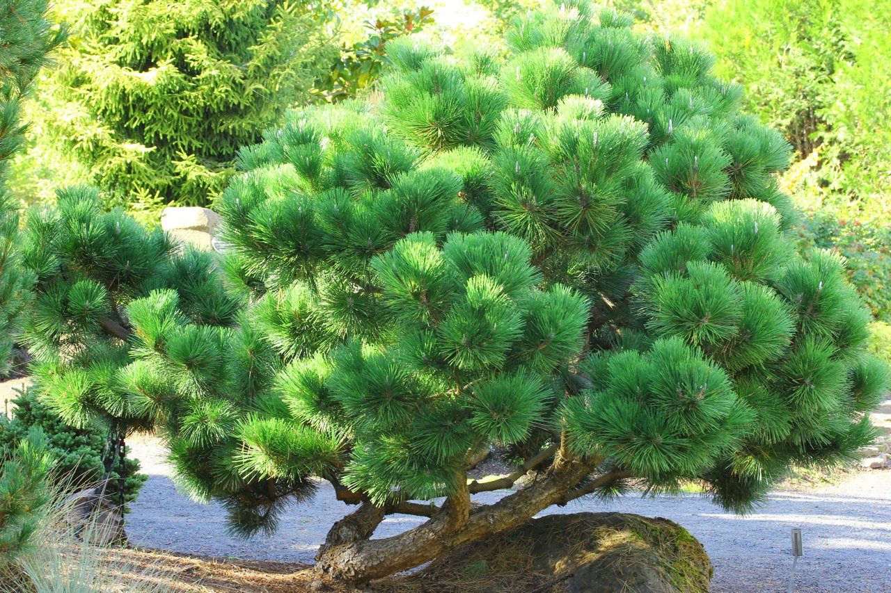 Pinus thunbergii Thunderhead evergreen green conifer
