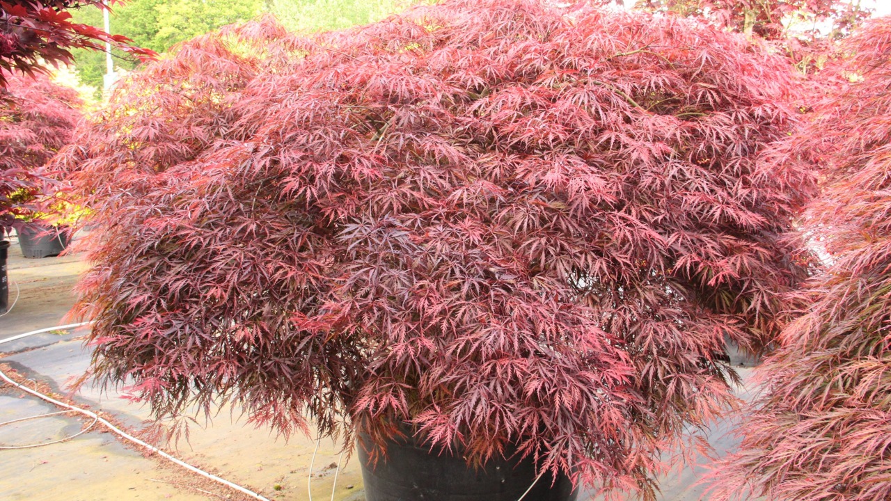 Acer palmatum Red Dragon laceleaf red
