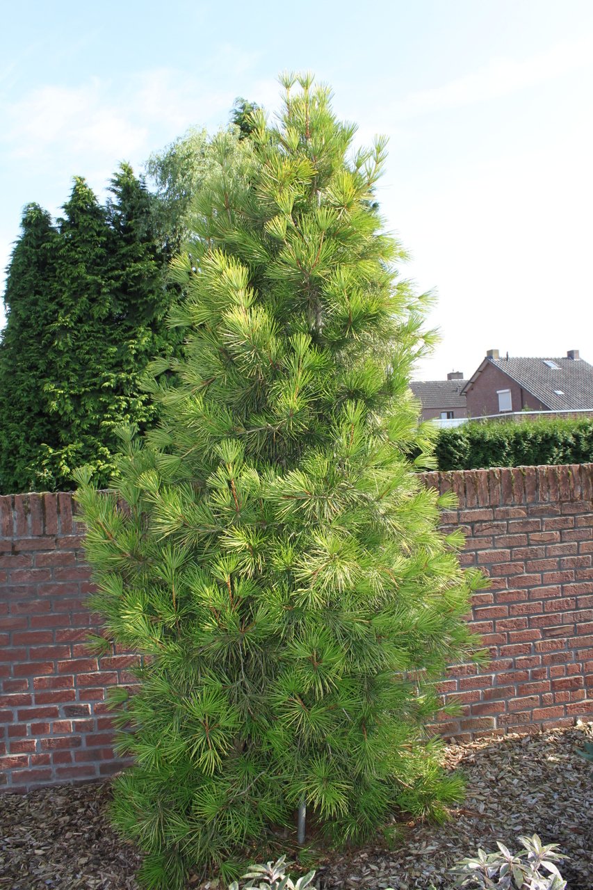 Sciadopitys verticillata evergreen pyramidal needles
