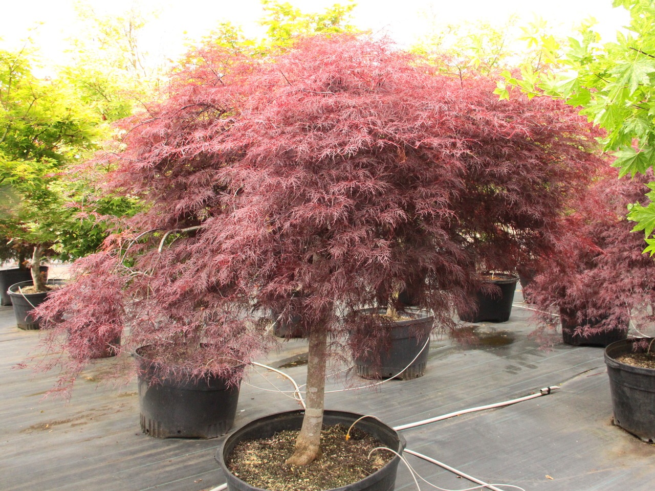 Acer palmatum Red Filigree Lace laceleaf red burgundy