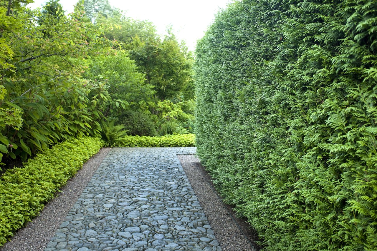 Thuja occidentalis Green Giant Arborvitae evergreen conifer. 