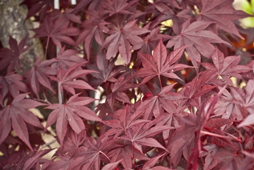 Acer palmatum Emperor I Japanese maple broadleaf large red
