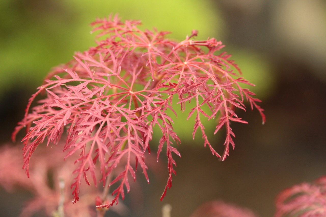 Acer palmatum Red Feathers laceleaf red
