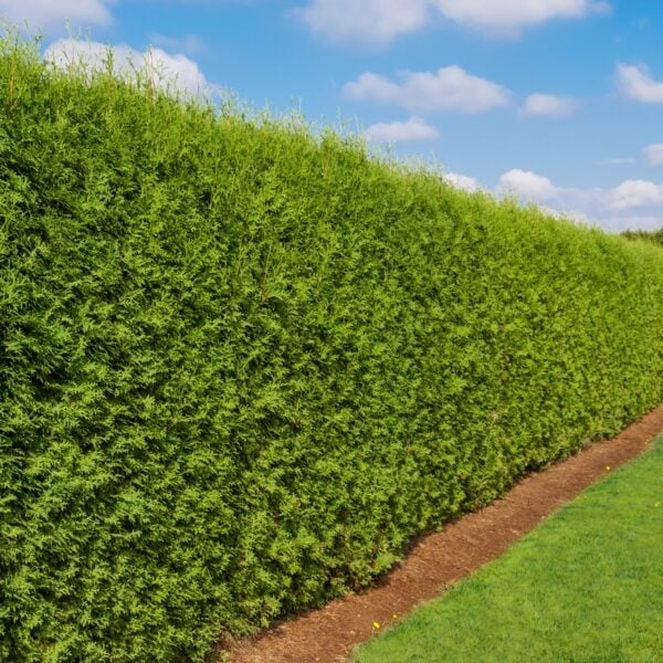 Thuja occidentalis 'Smaragd'  Emerald Green Arborvitae  InstantHedge 10 linear feet