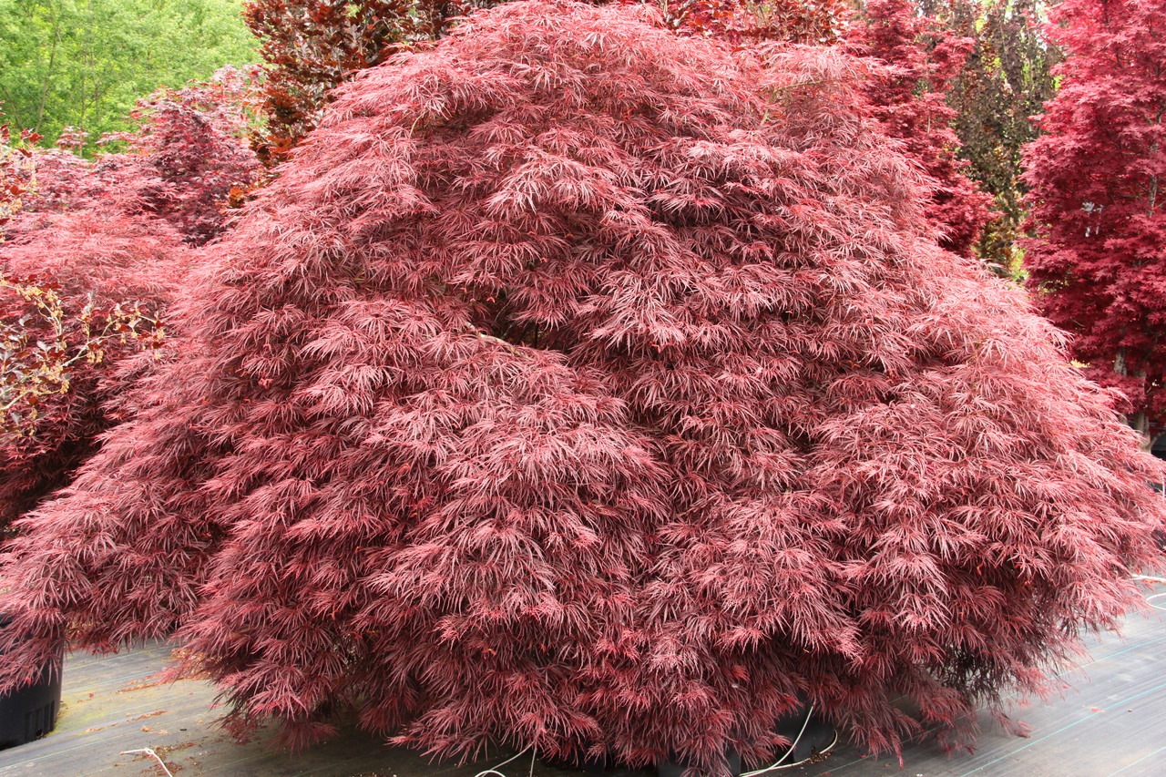 Acer palmatum Crimson Queen laceleaf red crimson
