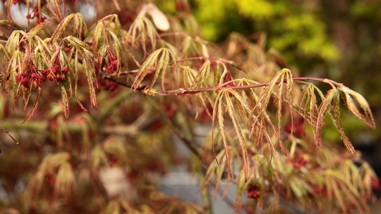 Acer palmatum Dr. Brown laceleaf bicolor