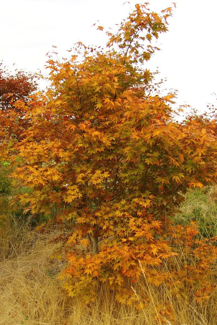 Acer palmatum Fireglow Japanese maple broadleaf intermediate red