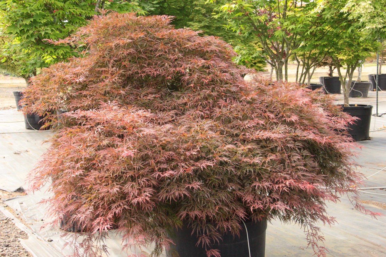 Acer palmatum Dr. Brown laceleaf bicolor
