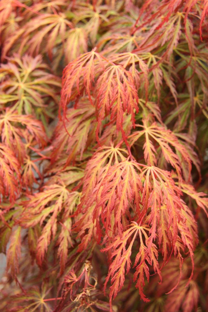 Acer palmatum Jeddeloh Orange laceleaf bicolor orange