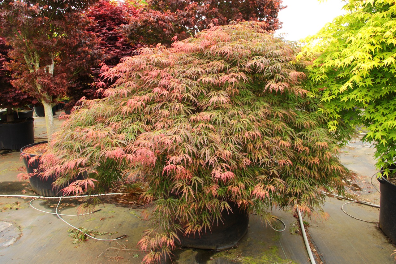 Acer palmatum Jeddeloh Orange laceleaf bicolor orange