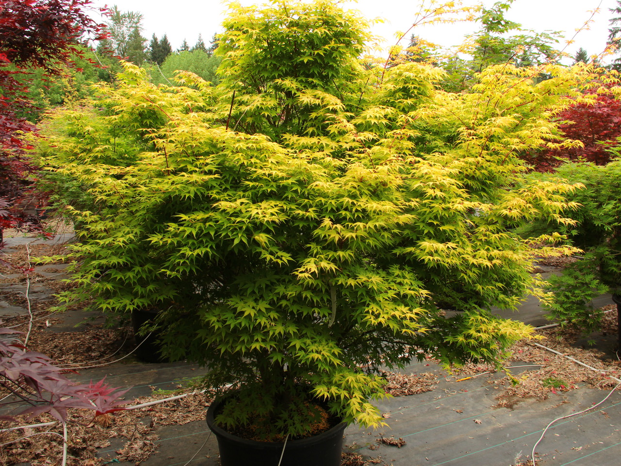 Acer palmatum Katsura Japanese maple broadleaf intermediate yellow