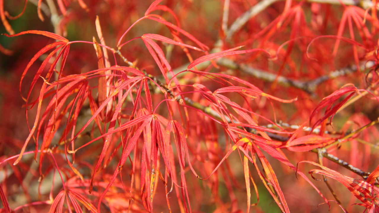 Acer palmatum Koto no ito Japanese maple strap leaf dwarf green