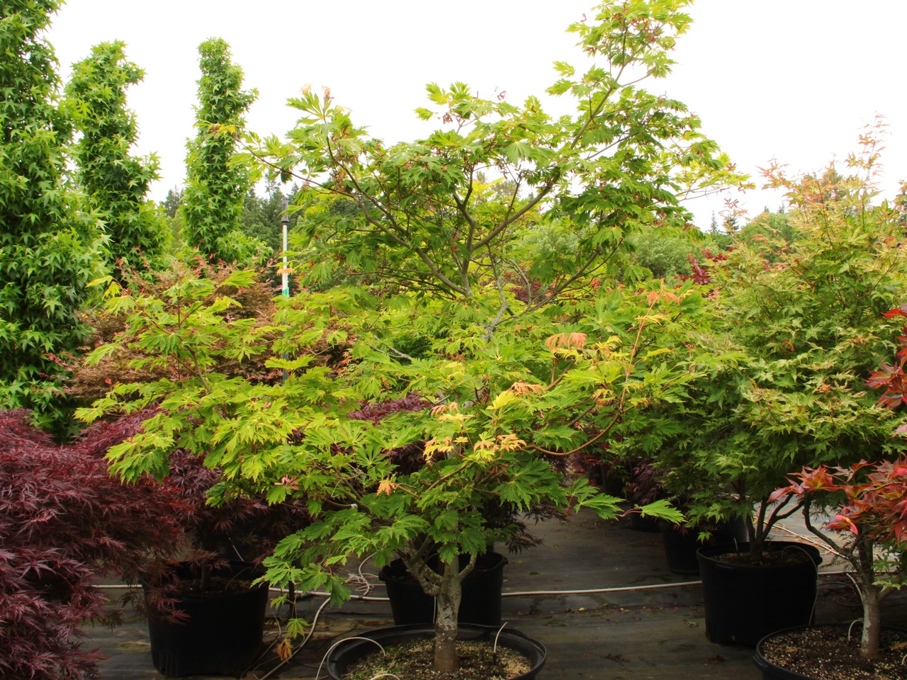 Acer japonicum Aconifolium Maiku jaku dancing peacock Full Moon Maple laceleaf large green