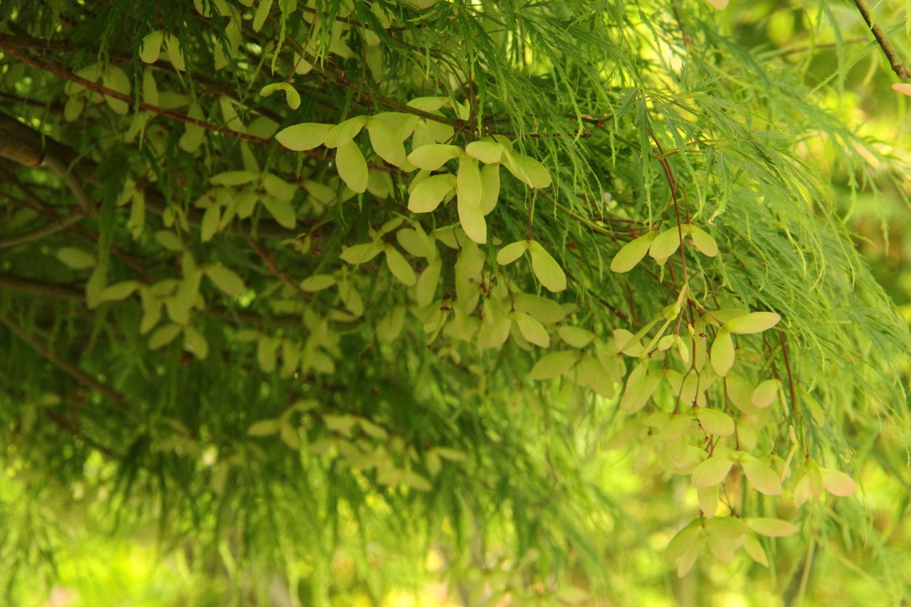 Acer palmatum Waterfall laceleaf green fall color