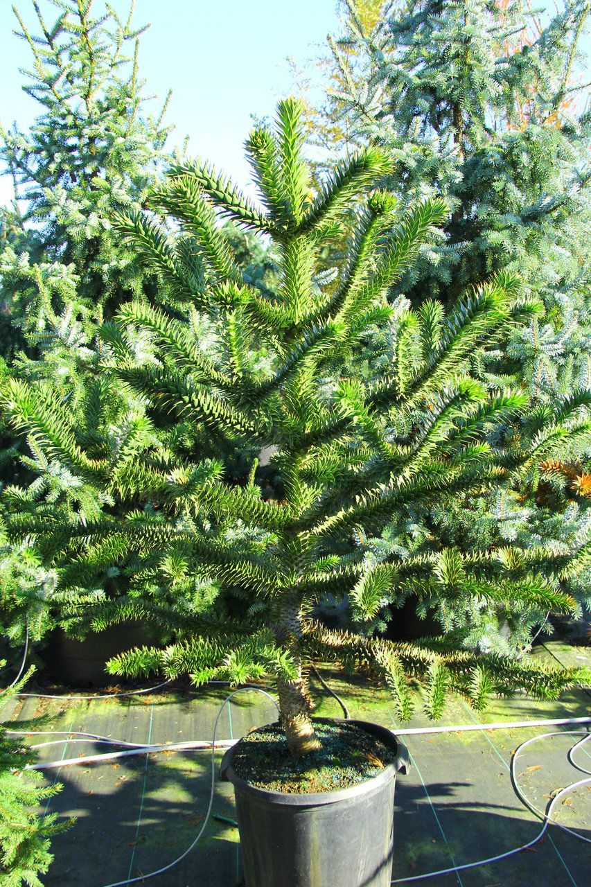 Araucaria araucana evergreen spikey pyramidal