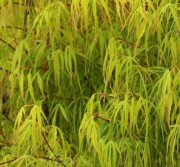 Acer palmatum 'Koto no ito' Japanese Maple