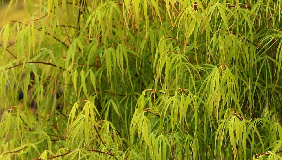 Acer palmatum Koto no ito Japanese maple strap leaf dwarf green